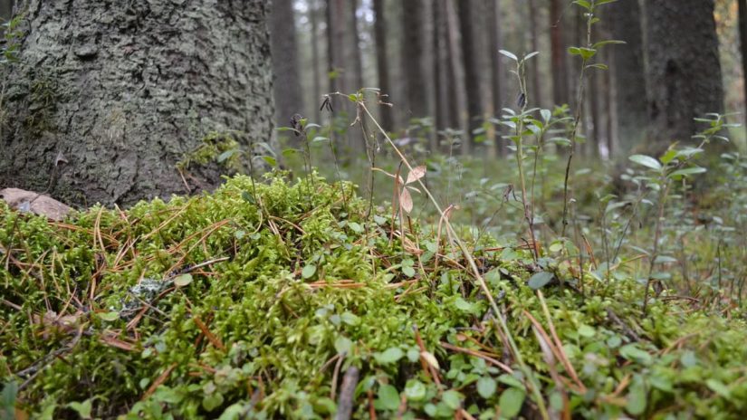 Kuidas alustada tervislikku eluviisi